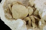 Fossil Crab (Potamon) Preserved in Travertine #98905-4